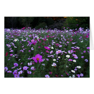 Blank-Cosmos Field Cards