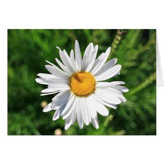 Blank Daisy Card (Front Horizontal)