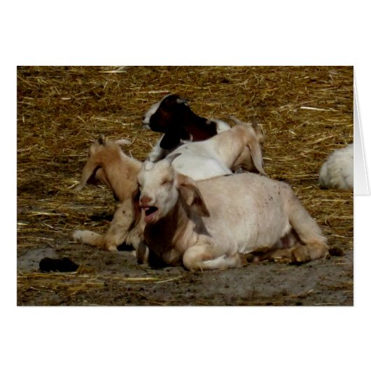 Blank_Goat Party (Front Horizontal)