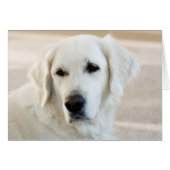 Blank Golden Retriever Card (Front Horizontal)