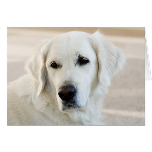 Blank Golden Retriever Card (Front Horizontal)