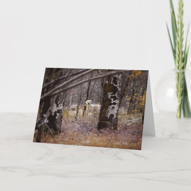 Blank Golden Retriever Photo Card (Front)