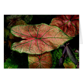 Blank-Green and Red Leaves