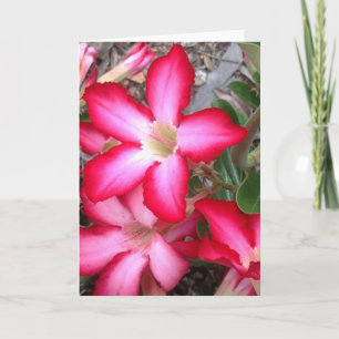 Blank greeting card