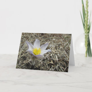 Blank Greeting Card