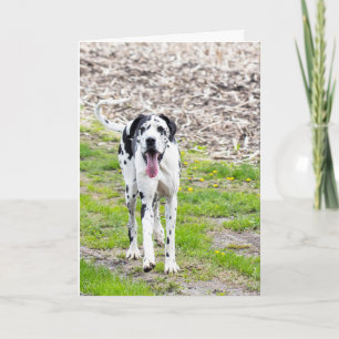 Blank Greeting card Great Dane