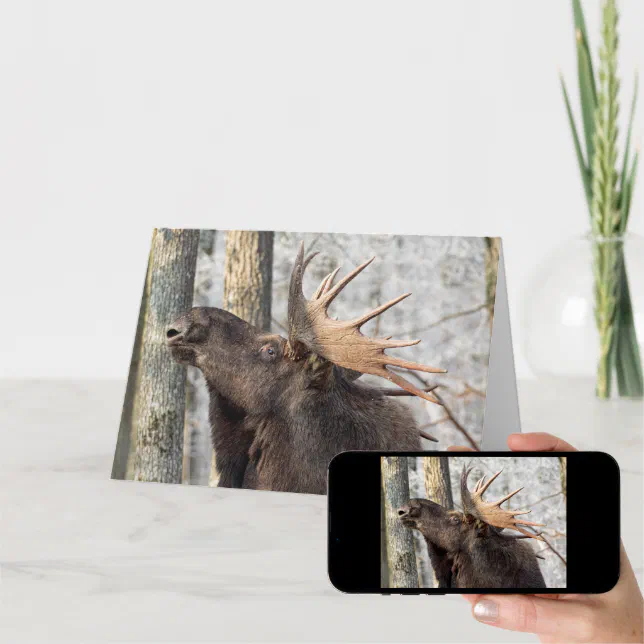 Blank Greeting Card: Moose King Card | Zazzle
