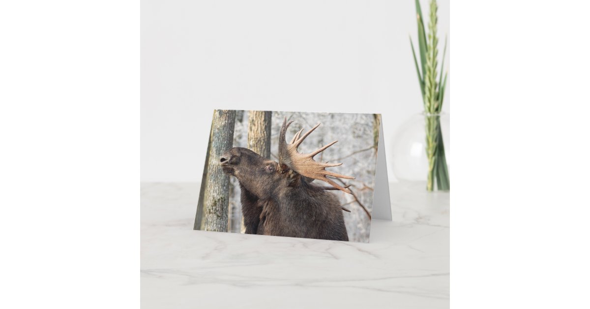 Blank Greeting Card: Moose King Card | Zazzle.com