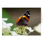 Blank Greeting card Red Admiral Butterfly (Front Horizontal)