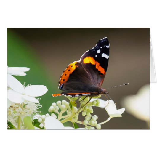 Blank Greeting card Red Admiral Butterfly (Front Horizontal)