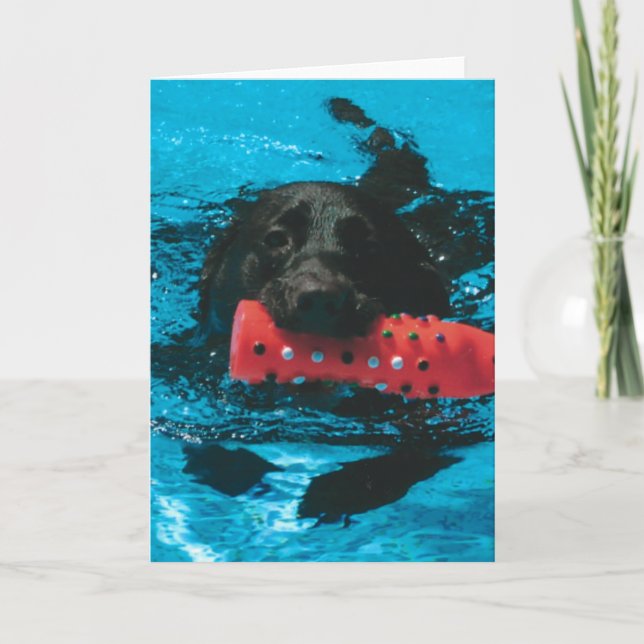 Blank Greeting Card with Lab Swimming (Front)