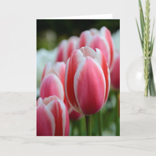 Blank Greeting Card with Pink Tulips