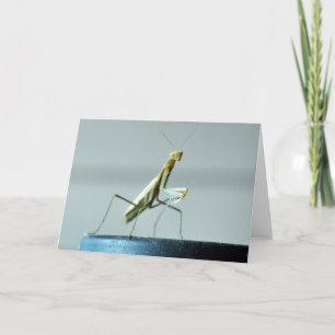 Blank greeting card with Praying Mantis photo