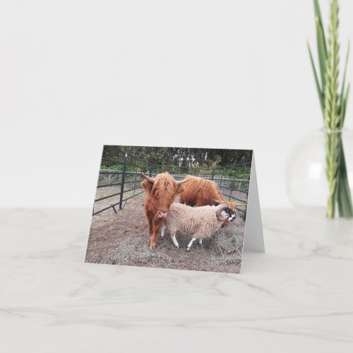 Blank Highland Coos Greeting Cards