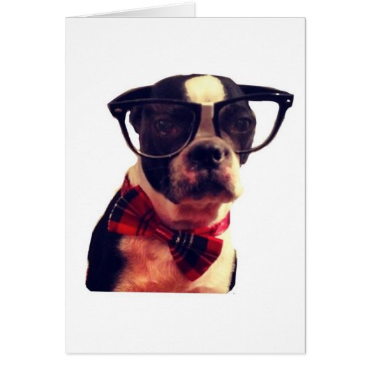 Blank Hipster Boston Terrier card (Front)