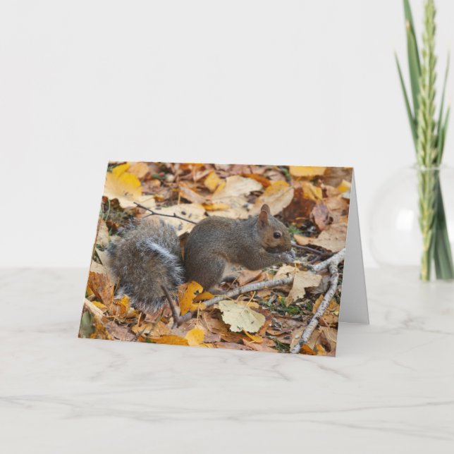 Blank inside greeting card Squirrel (Front)