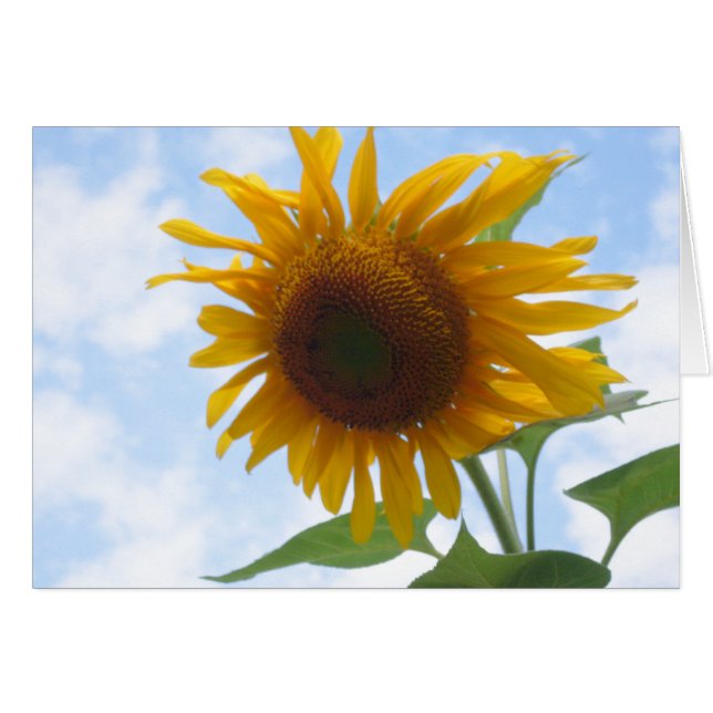 Blank Inside Sunflower Cards (Front Horizontal)