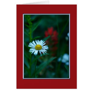 Blank Inside, White Daisy Wildflower Cards