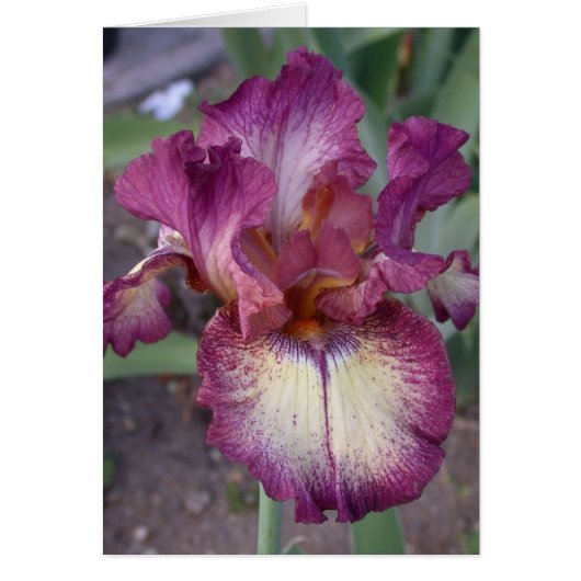 Blank Iris Card (Front)