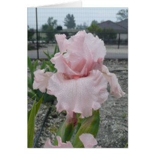 Blank Iris Card -"Peggy Sue"