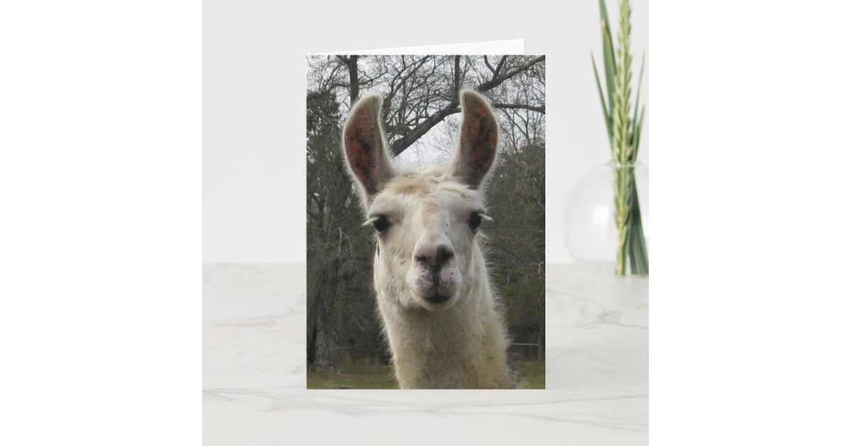 Blank Llama Greeting Card | Zazzle