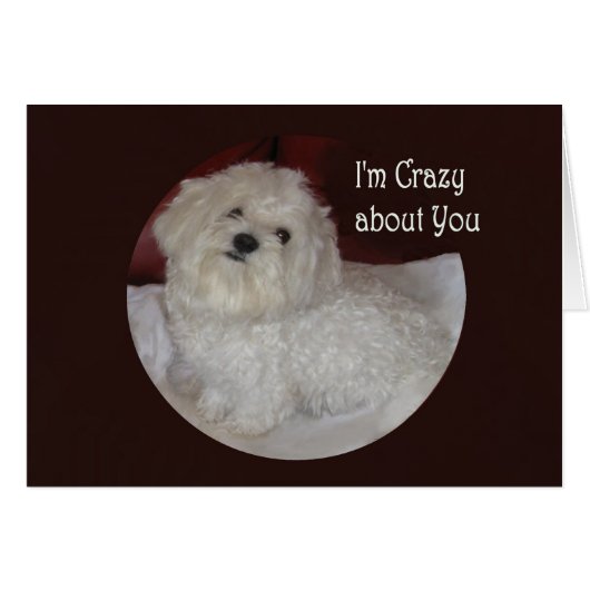 Blank Maltese "I'm Crazy About You" Love Card (Front Horizontal)