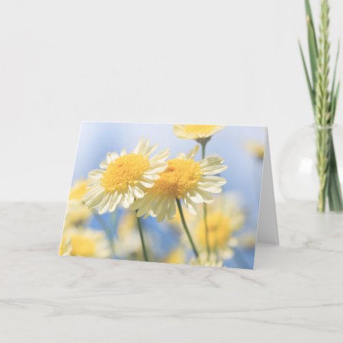 Blank Note Card _ Sunlit Yellow Marguerite Daisy