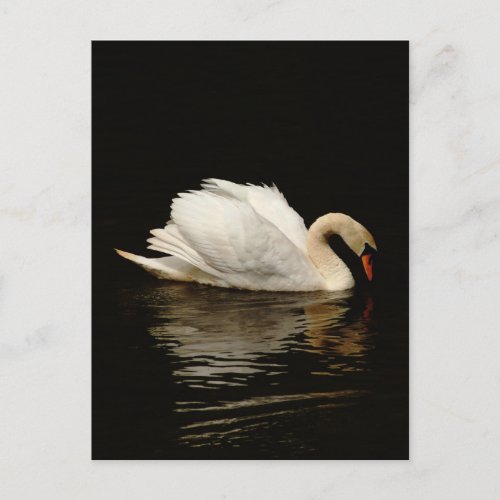 Blank Note Card with Beautiful Swan post card