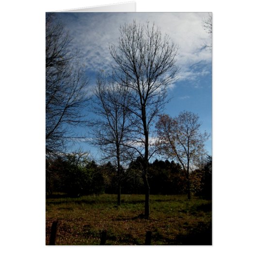 Blank_Ontario Trees (Front)