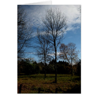 Blank_Ontario Trees Cards