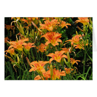 Blank Orange Flowers Cards