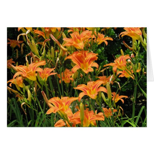 Blank Orange Flowers Cards (Front Horizontal)