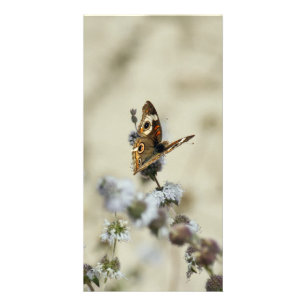 Blank Photo Card, Butterfly Card