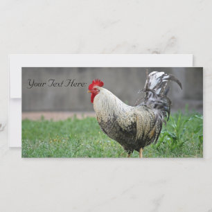 Blank Photo Card, Rooster