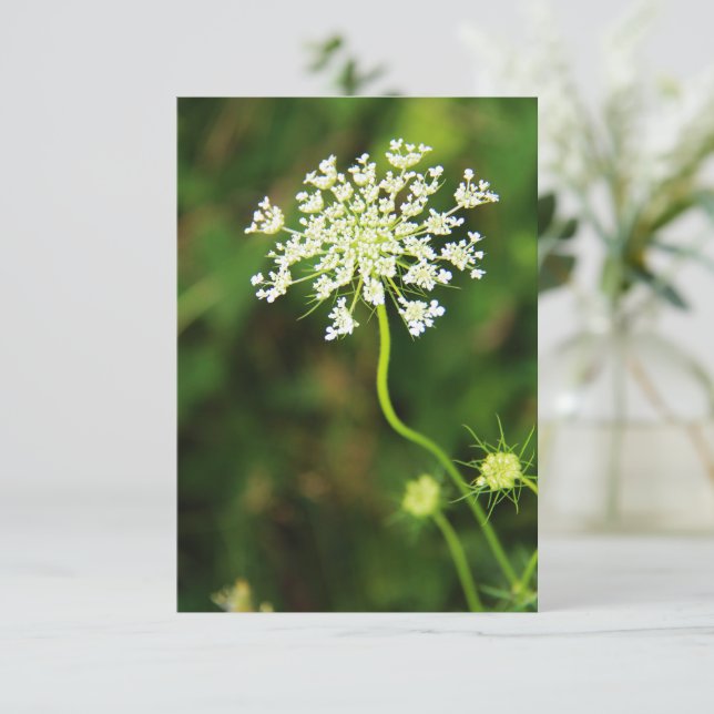 Blank Queen Anne's Lace Wildflower  Note Card (Standing Front)