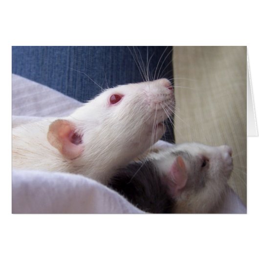 Blank Rat Card (Front Horizontal)