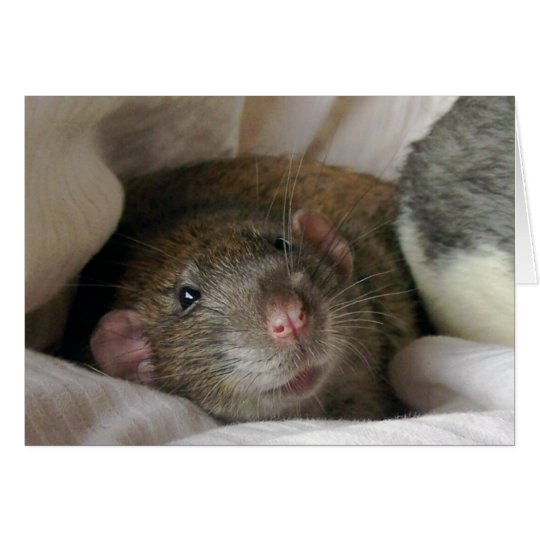 Blank Rat Card