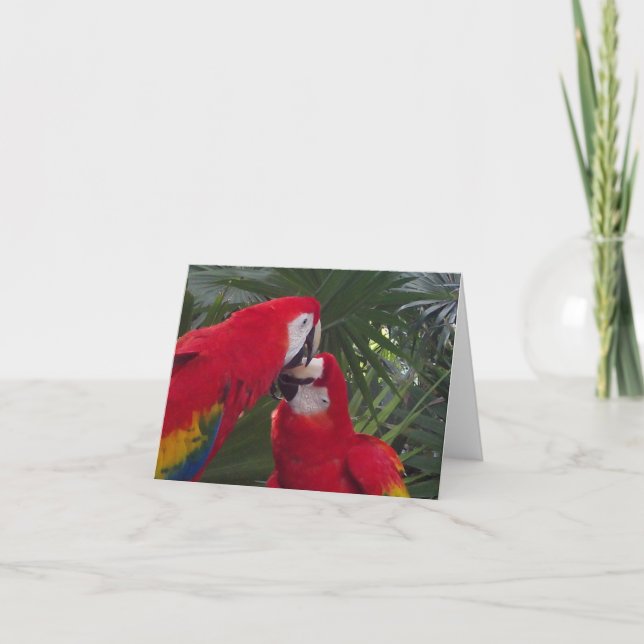 Blank Red Parrot Greeting Cards (Front)