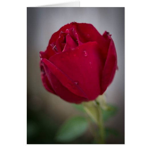 Blank Red Rose (Front)