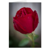 Blank Red Rose Cards (Front)