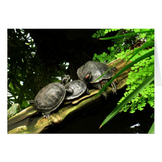 Blank-Turtles Rest Cards (Front Horizontal)