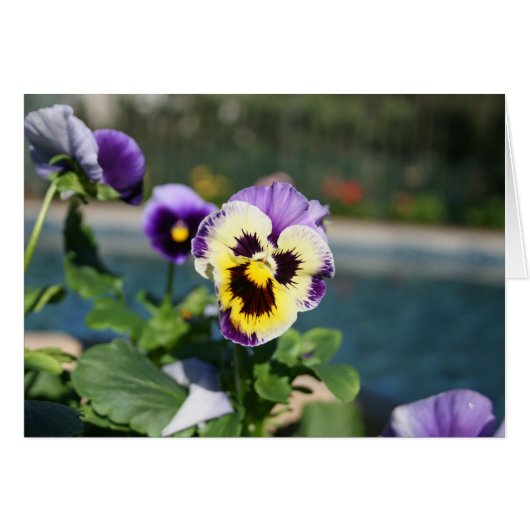 Blank, Viola Cards (Front Horizontal)