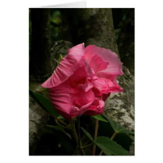 Blank-Wind Pink Flower Cards