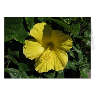 Blank_Yellow Shadow Cards