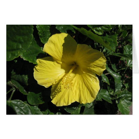 Blank_Yellow Shadow Cards (Front Horizontal)