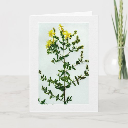 Blank Yellow wild flowers greeting card