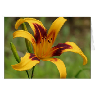 Blanket - Daylily Cards
