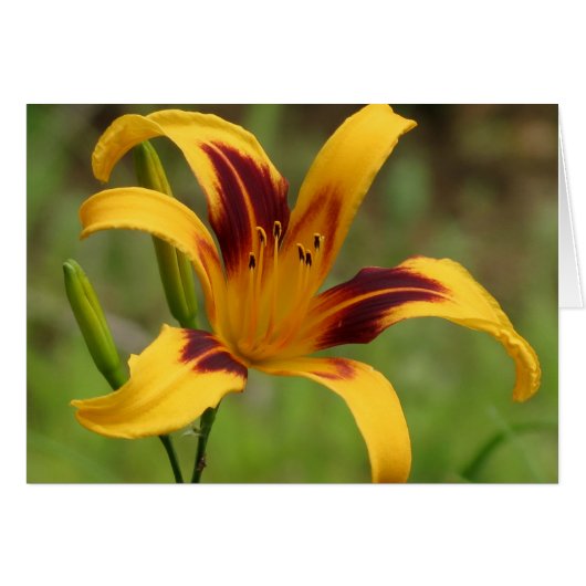 Blanket - Daylily Cards (Front Horizontal)