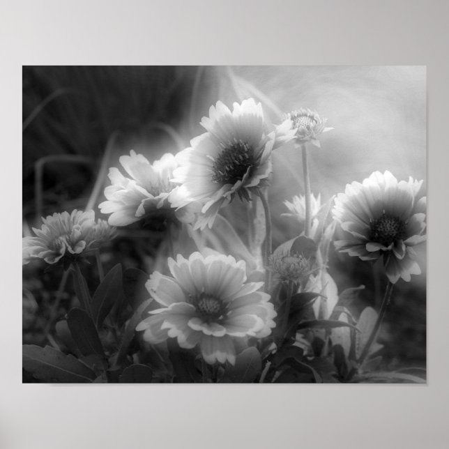 Blanket Flower High Contrast Black And White  Poster (Front)