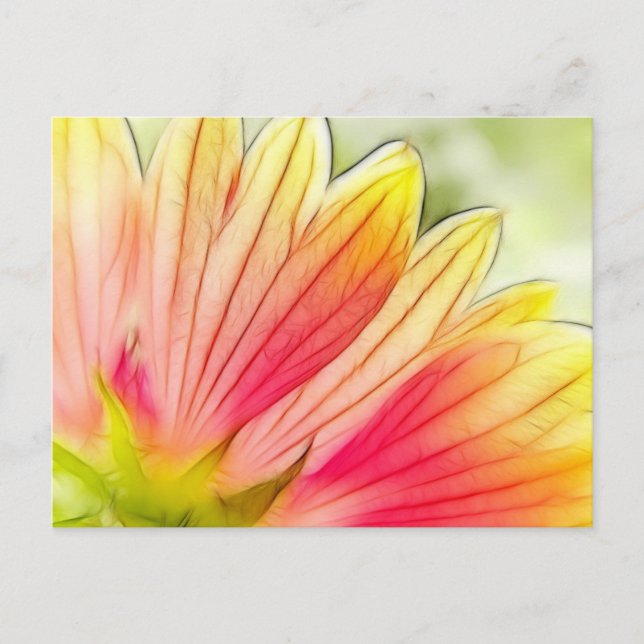 Blanket Flower Petals Close Up Postcard (Front)